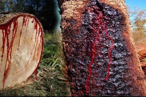 फाइल फोटो